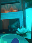 Ambre17
