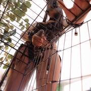 Rubis (Photo #4)