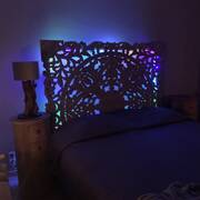 Orchidée (Photo #13)