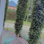 Versatile club (Photo #14)