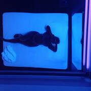 Cataleya (Photo #6)