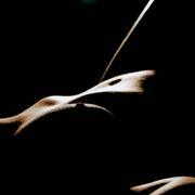 Ambre