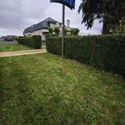 Pomme d\'amour (Photo #1)