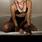 Roxane