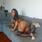 Bruninha