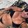 Livia