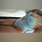 Alessia