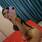 Aryana