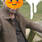 Maxime
