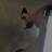 Chanelle