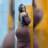 Lari Morais