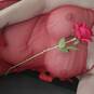 Rose (Photo #57)