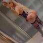 PEROLA Blond chaud (Photo #7)