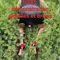 Maitresse Morgane (Photo #79)