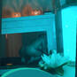 Ambre17 (Photo #2)