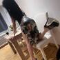 Lera Real Belle (Photo #6)